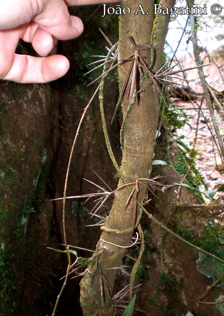 Xylosma pseudosalzmanii