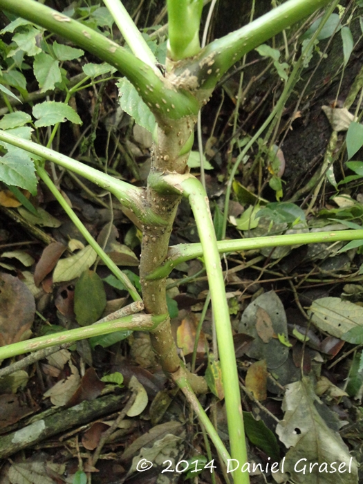 Aralia warmingiana