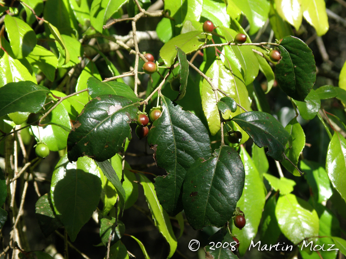 Xylosma pseudosalzmanii