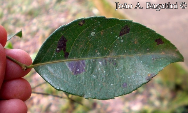 Xylosma pseudosalzmanii