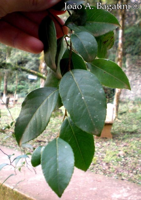 Xylosma pseudosalzmanii