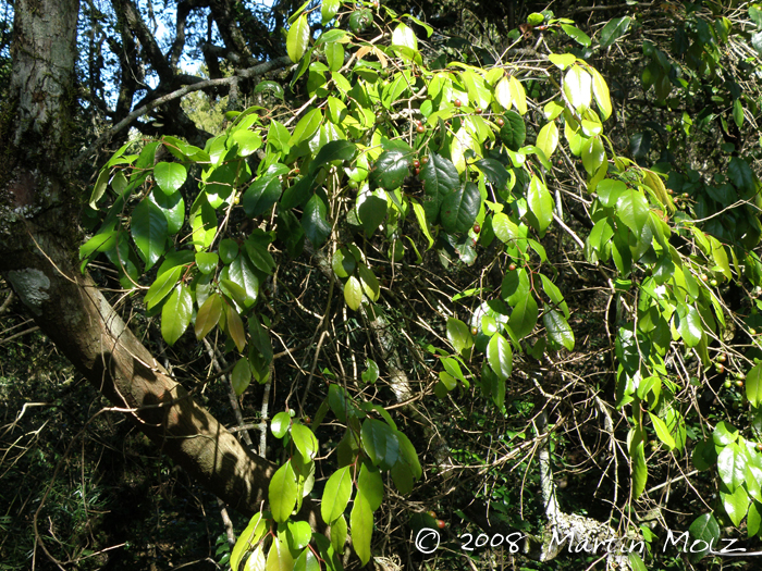 Xylosma pseudosalzmanii