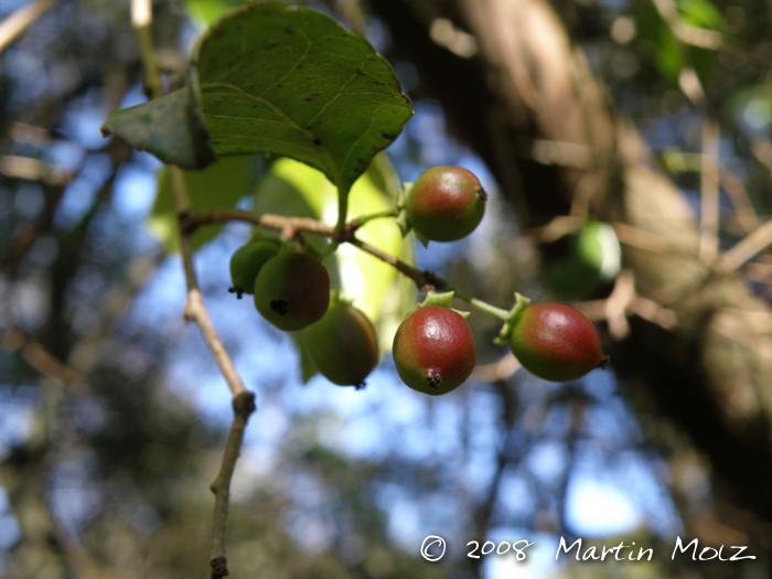 Xylosma pseudosalzmanii