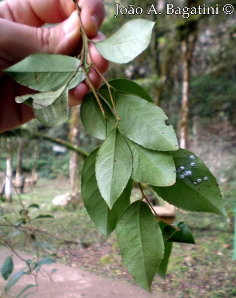 Xylosma pseudosalzmanii