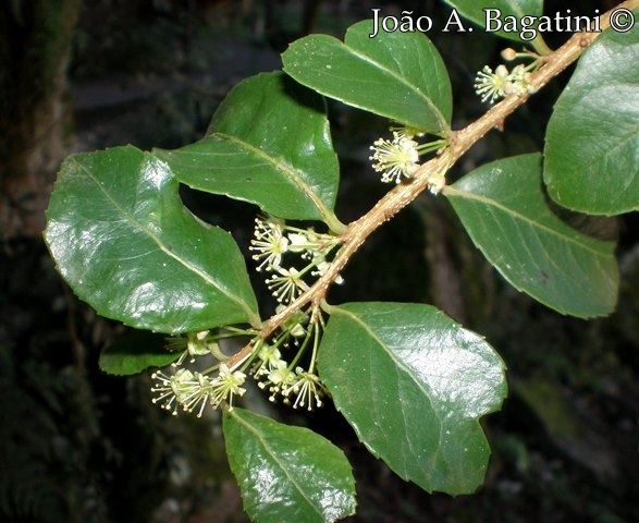 Xylosma pseudosalzmanii