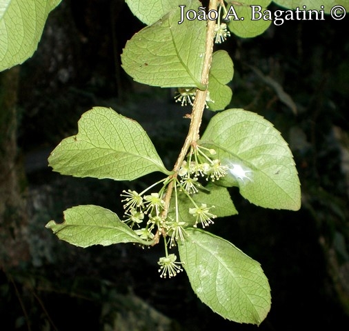 Xylosma pseudosalzmanii