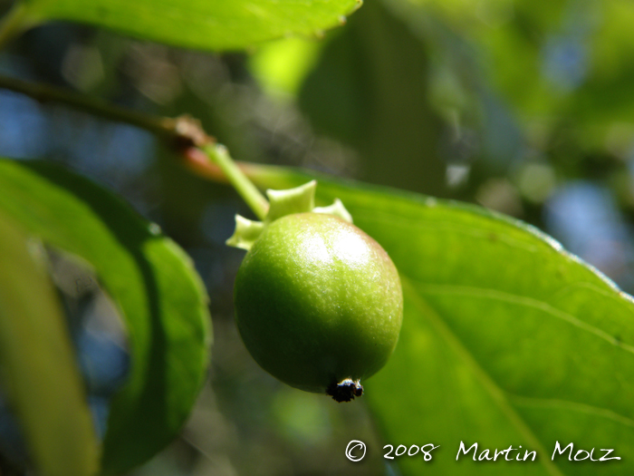Xylosma pseudosalzmanii