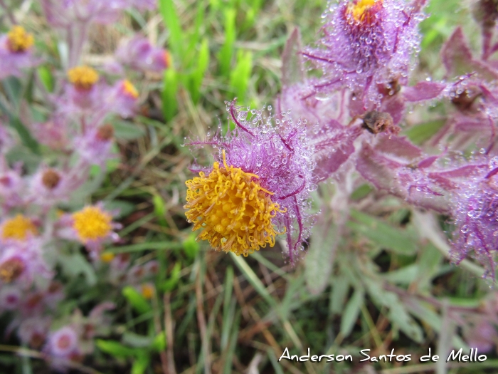 Senecio conyzaefolius