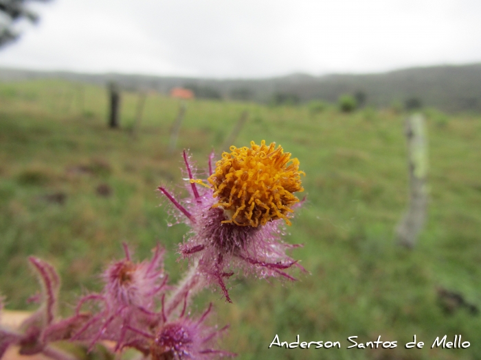 Senecio conyzaefolius