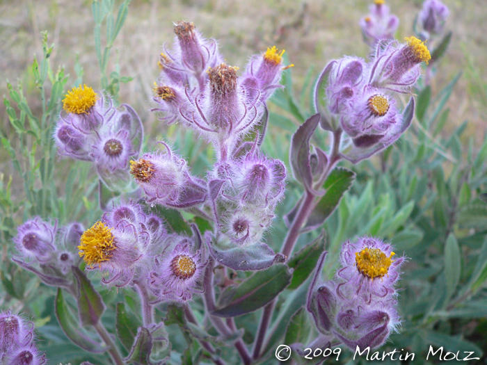 Senecio conyzaefolius