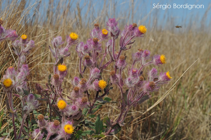 Senecio conyzaefolius