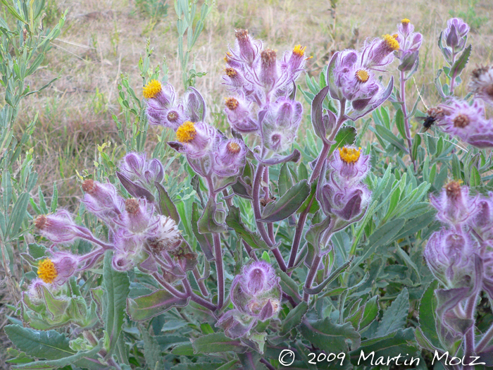 Senecio conyzaefolius