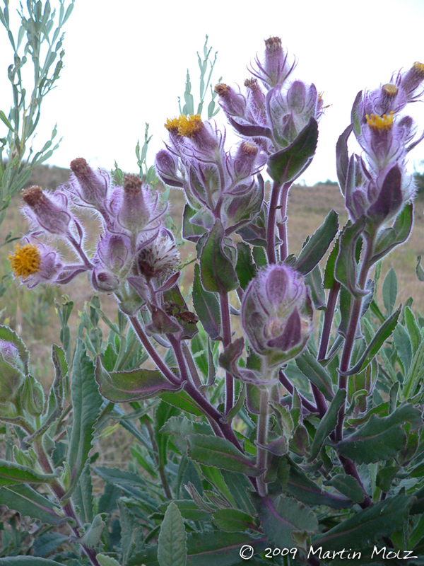 Senecio conyzaefolius