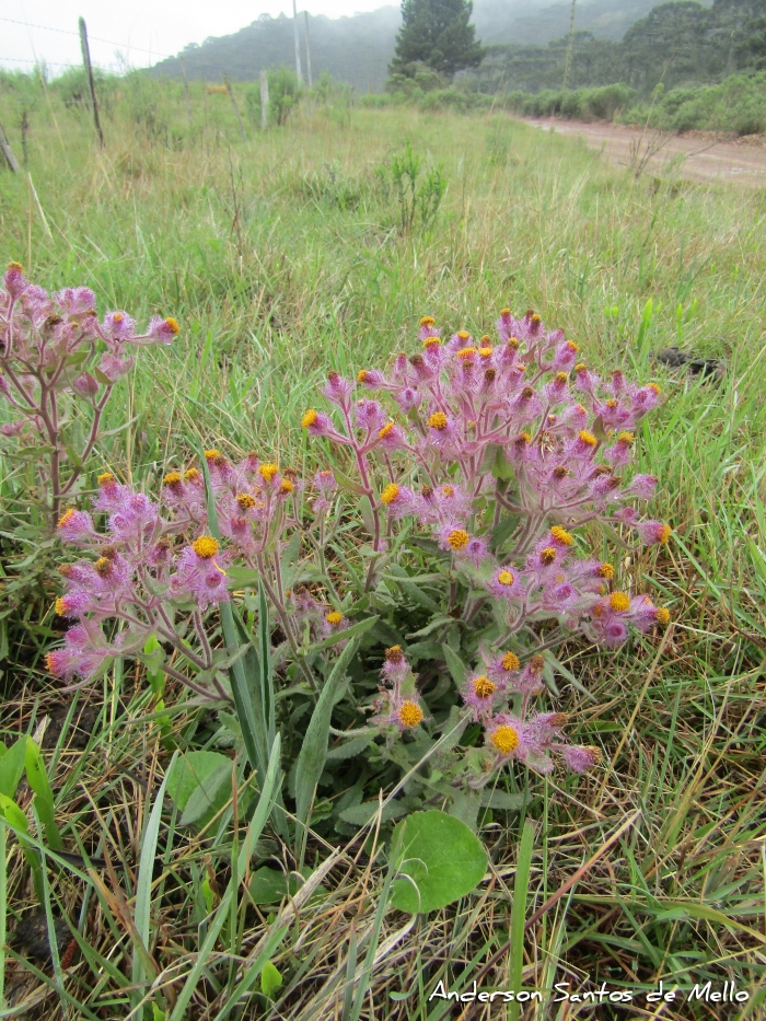 Senecio conyzaefolius