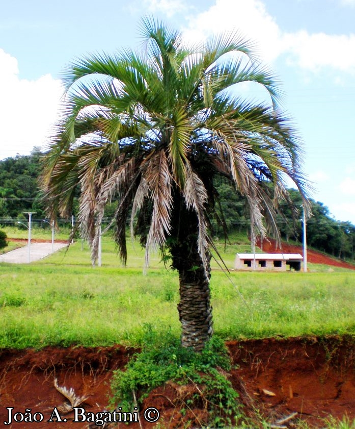 Butia eriospatha