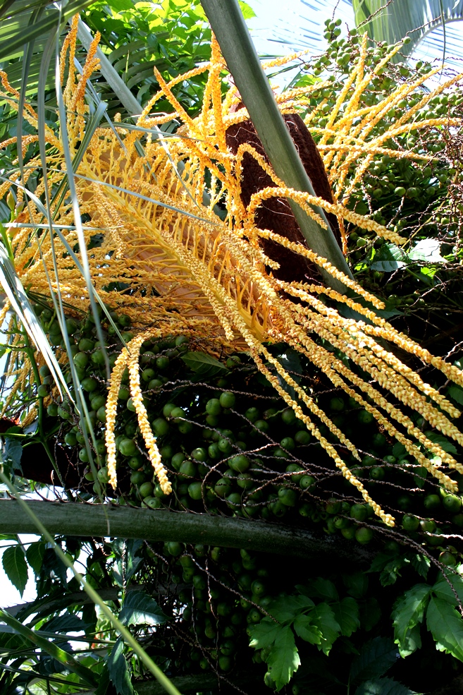 Butia eriospatha