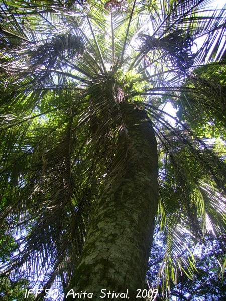 Butia eriospatha