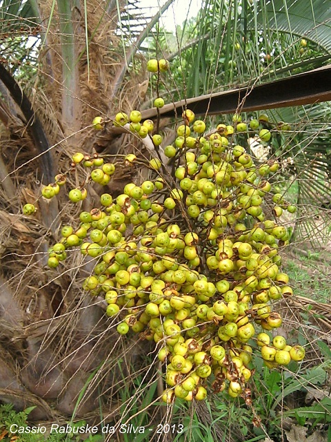 Butia eriospatha