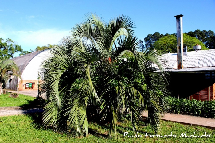 Butia eriospatha