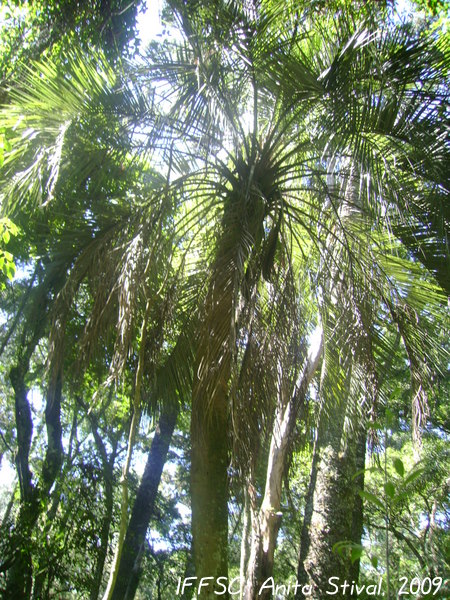 Butia eriospatha