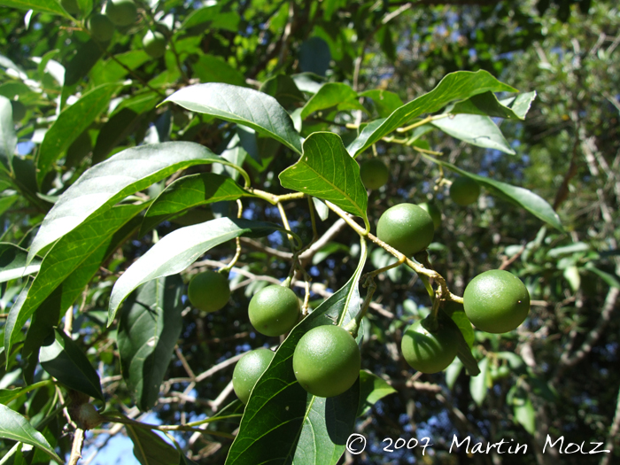 Solanum pseudoquina