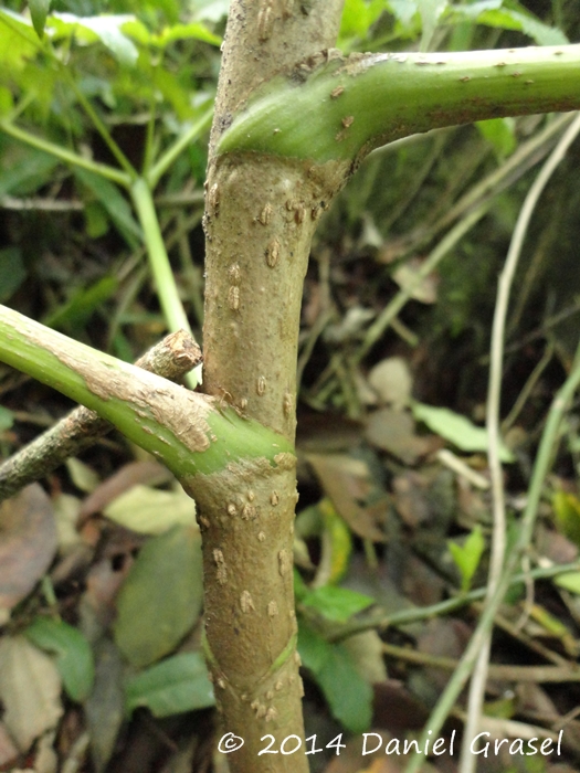 Aralia warmingiana