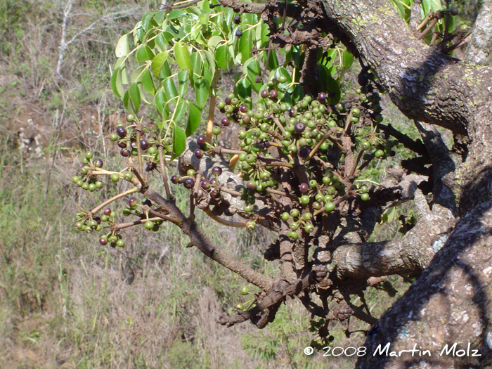 Aralia warmingiana