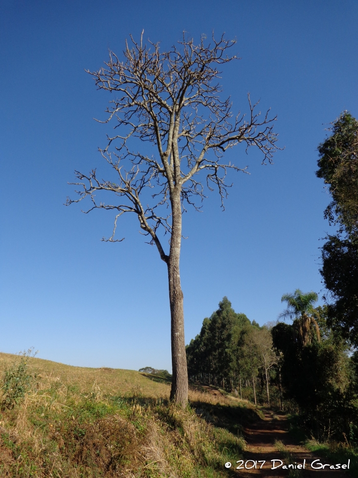 Aralia warmingiana