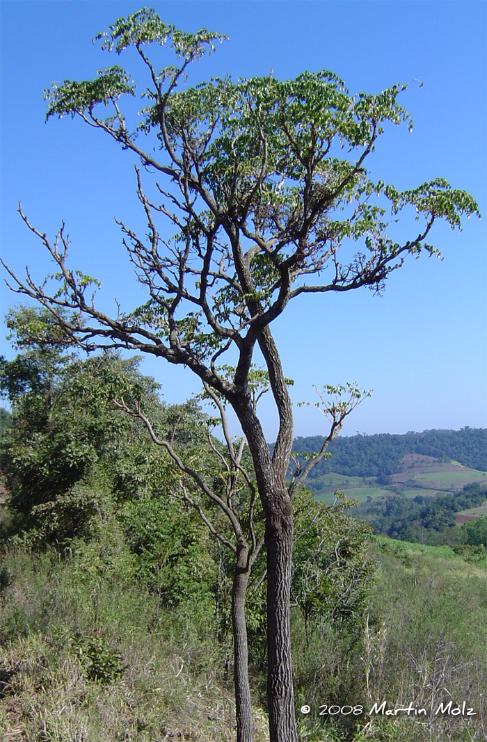 Aralia warmingiana