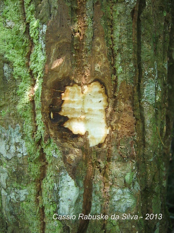 Aralia warmingiana