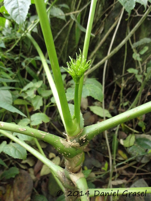 Aralia warmingiana