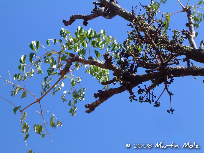 Aralia warmingiana