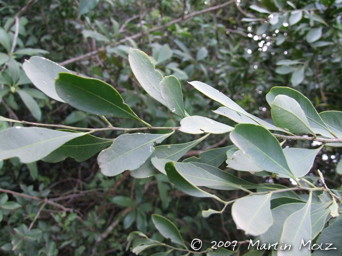 Agonandra excelsa