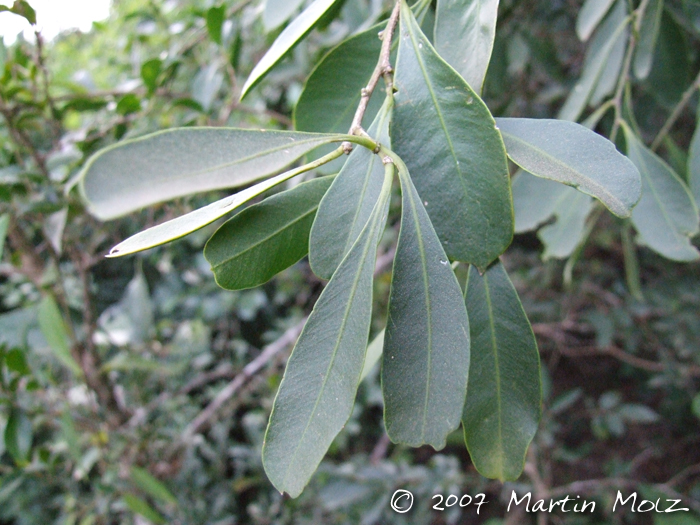 Agonandra excelsa