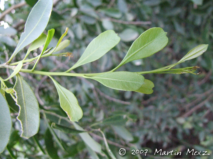 Agonandra excelsa