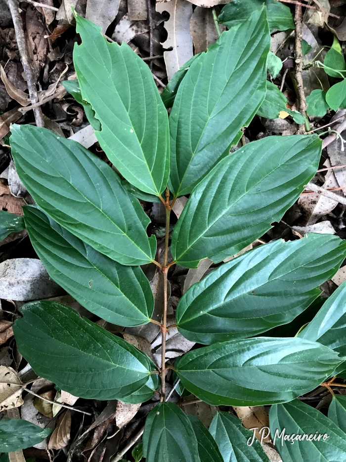 Colubrina glandulosa