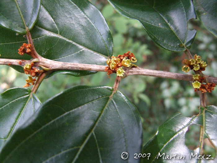 Colubrina glandulosa