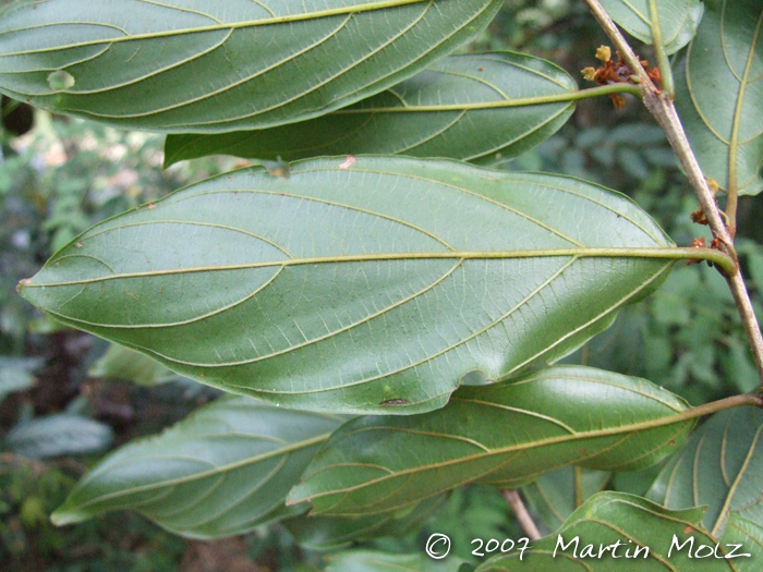 Colubrina glandulosa