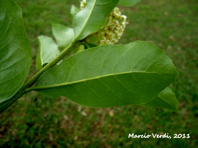 Cordia americana