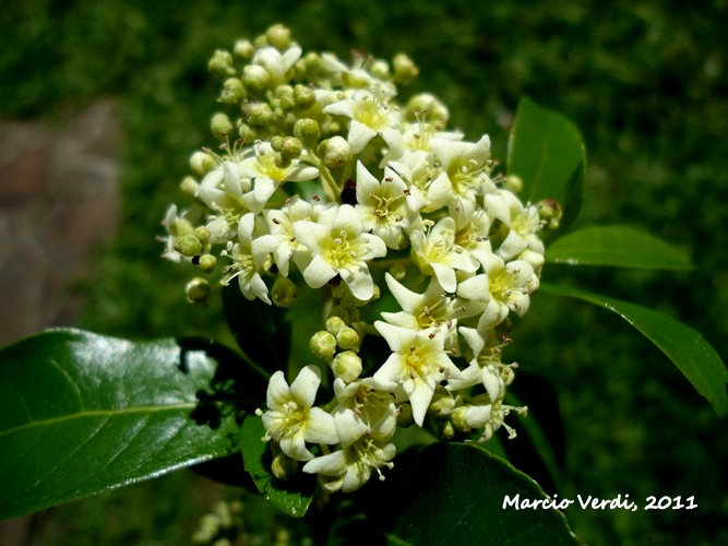 Cordia americana