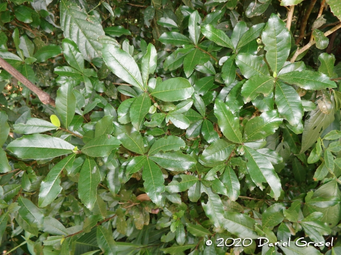 Cordia americana