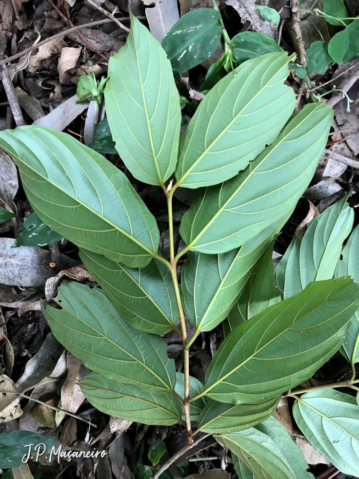 Colubrina glandulosa