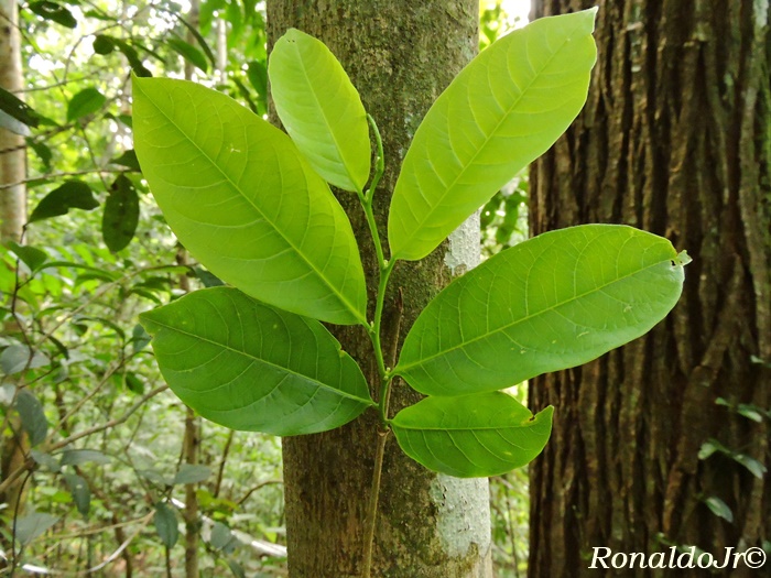 Margaritaria nobilis