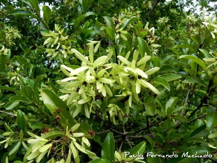 Cordia americana