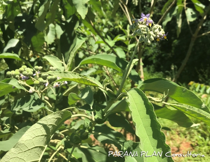 Solanum mauritianum