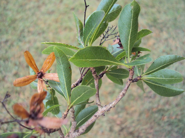 Cordia americana