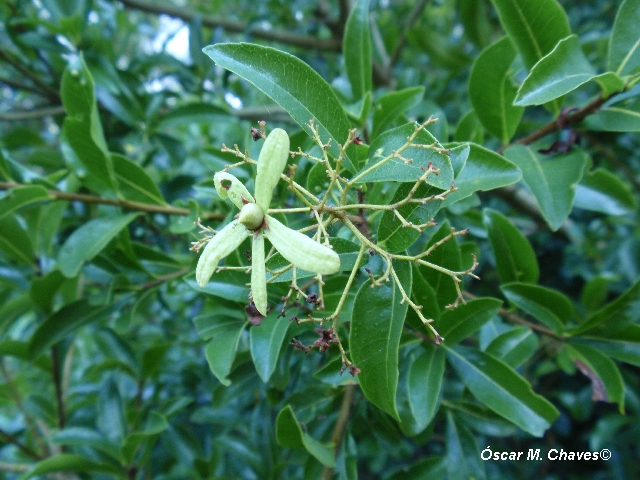 Cordia americana