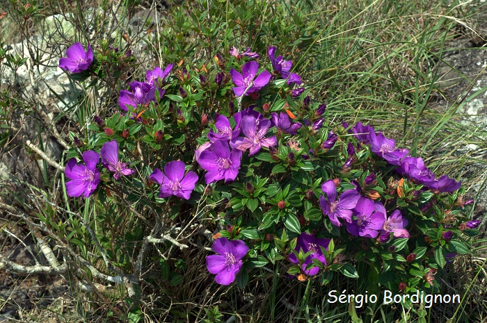 Tibouchina dubia