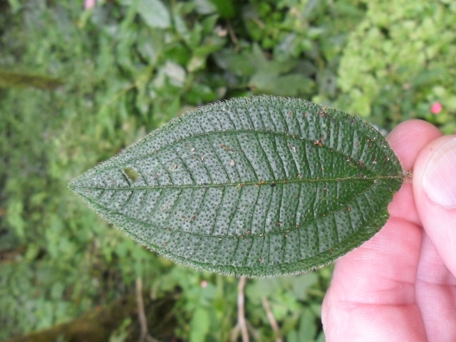 Tibouchina clinopodifolia
