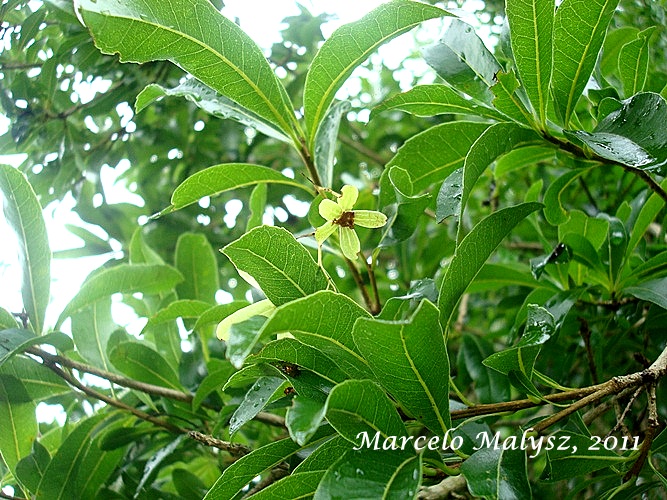 Cordia americana